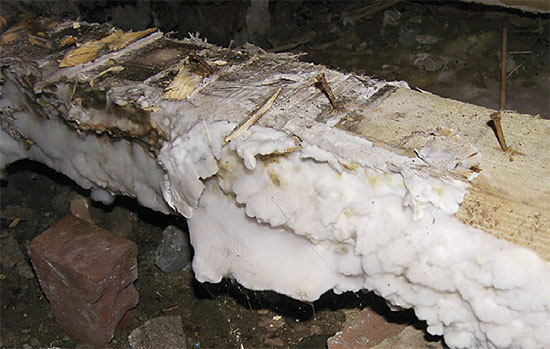 Dřevomorka domácí - nejnebezpečnější houba ničící chaty a chalupy