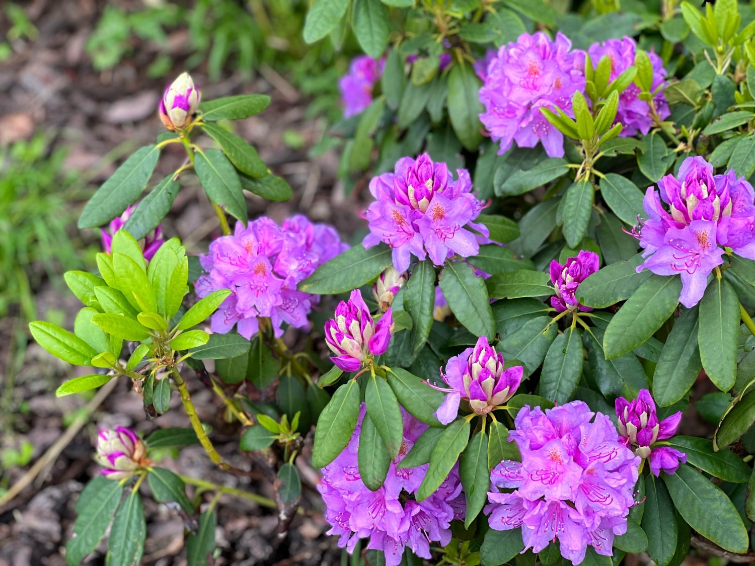 rozkvetlý rododendron